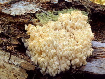 Bears Head Mushroom