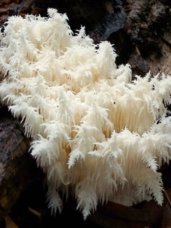 Coral Tooth Mushroom