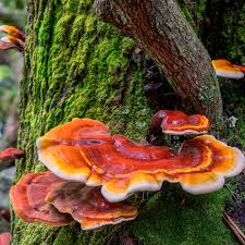 Reishi Mushroom