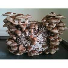 Shiitake Mushroom